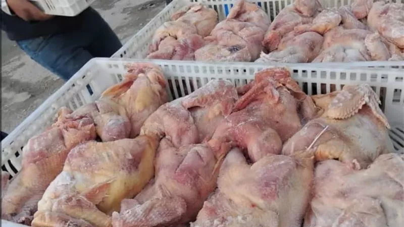 ضبط ثلاجة غير مرخصة وبداخلها كميات من الدواجن مجهولة المصدر بالإسكندرية