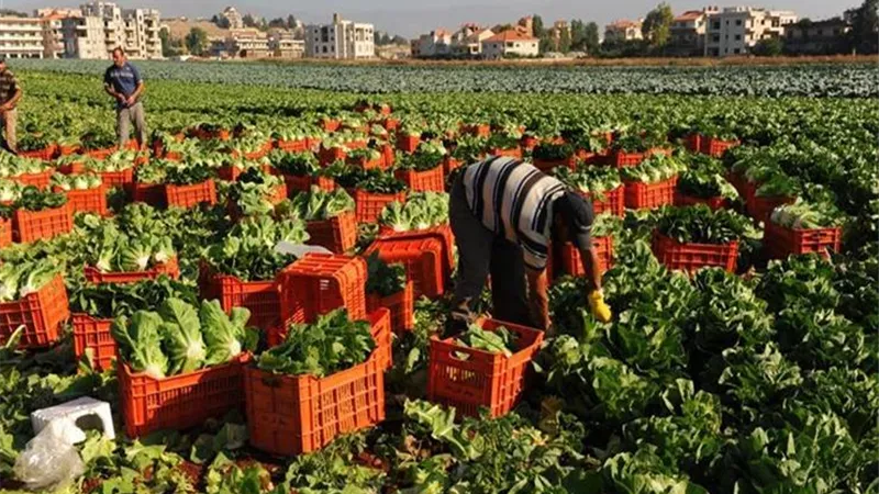 محاصيل زراعية سريعة النمو.. جرب واحصدها خلال أيام قليلة 