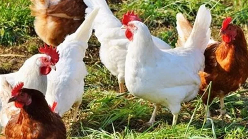 تباين أسعار الدواجن في المنيا اليوم الإثنين 23 مارس
