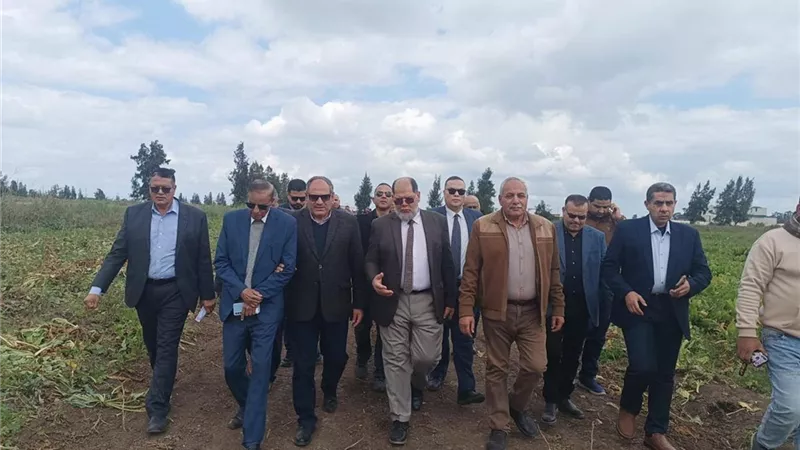 البحوث الزراعية يفتتح يومًا حقليًا لحصاد وتقييم بنجر السكر بكفر الشيخ
