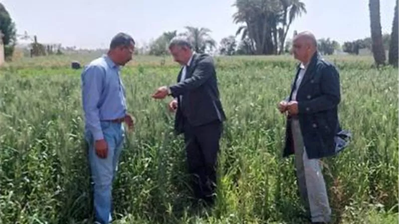 زراعة المنيا تحذر من الري خلال الطقس المتقلب وتدعو لحماية المحاصيل