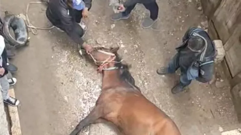 نفوق حصان صعقا بالكهرباء بسبب عمود إنارة في قرية السنانية بدمياط 