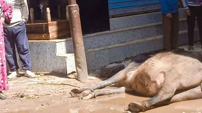 نفوق عجل جاموس بعد ملامسة عمود إنارة بالرجدية بالغربية 