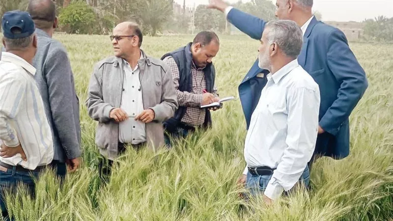 “الزراعة” تكثف المتابعة الميدانية بأسوان لدعم المحاصيل الاستراتيجية