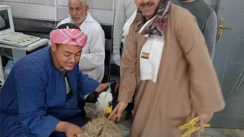 لدعم صغار المربين، توزيع 90 رأس أغنام على المواطنين في ملوي
