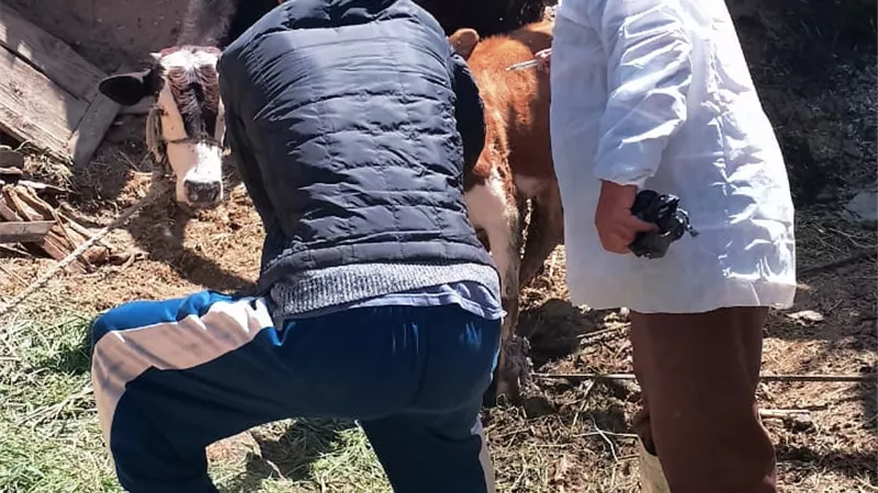 انطلاق الحملة القومية بالإسماعيلية للتحصين ضد الجلد العقدي وجدري الأغنام 