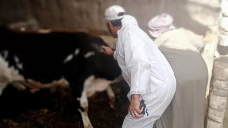 استمرار الحملة القومية لتحصين الماشية ضد الجلد العقدي والجدري بالإسماعيلية