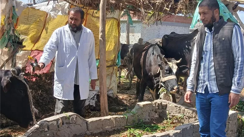 تحصين 64 ألف رأس ماشية ضد مرض الجلد العقدي وجدري الأغنام بالبحيرة