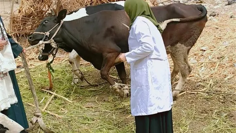 سوهاج: تحصين أكثر من 20 ألف رأس ماشية ضد الجلد العقدي وجدري الاغنام
