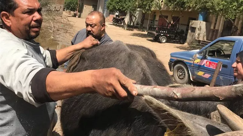 بيطري كفرالشيخ: تلقيح 4218 رأس ماشية اصطناعيا خلال شهر مارس الجاري 