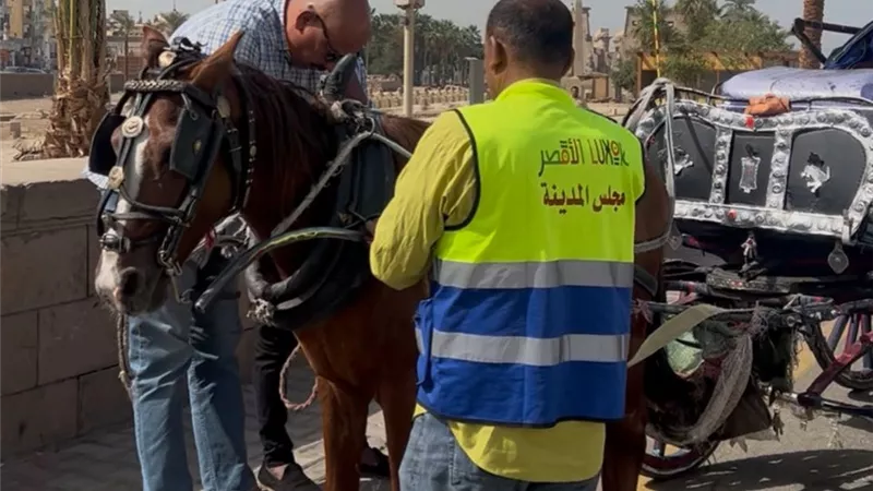مواجهة السير العشوائي.. حملات تمشيطية لضبط عربات الحنطور بشوارع الأقصر