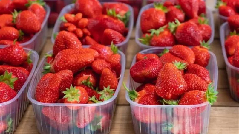 الحكومة تنفي شائعات رفض شحنات فراولة بزعم احتوائها على مواد مسرطنة