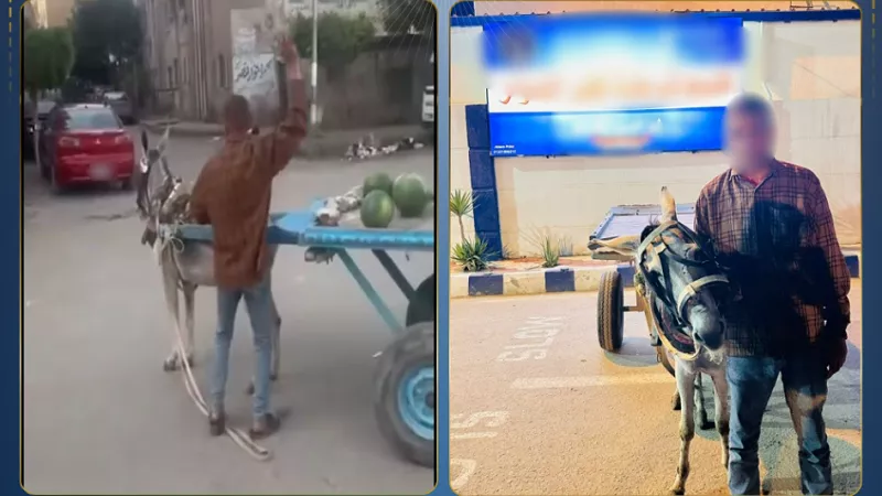 تحرك أمني حاسم.. ضبط بائع خضار لاتهامه بالاعتداء على حمار بالحجارة 
