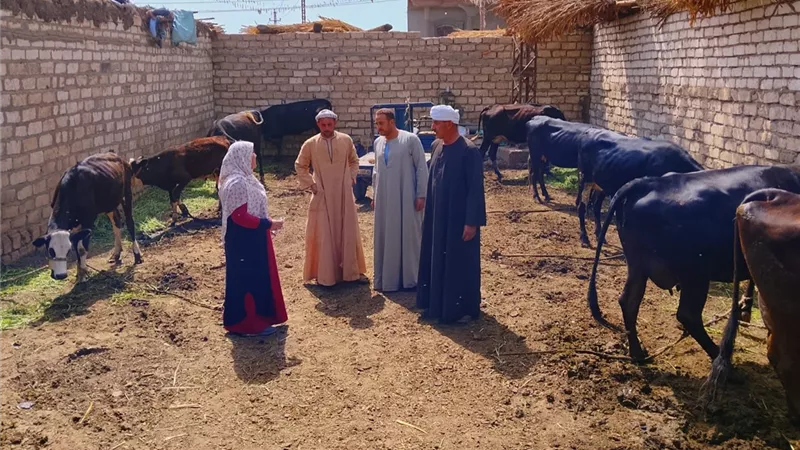 تحصين  32 ألف رأس ماشية بأسيوط  في الحملة القومية ضد الجلد العقدي 