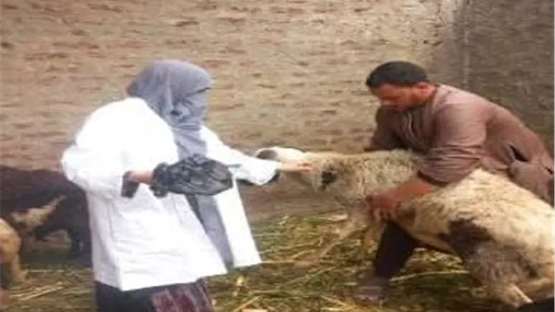 تحصين 25 ألف و753 رأس ماشية ضمن الحملة القومية ضد الجلد العقدي بقنا