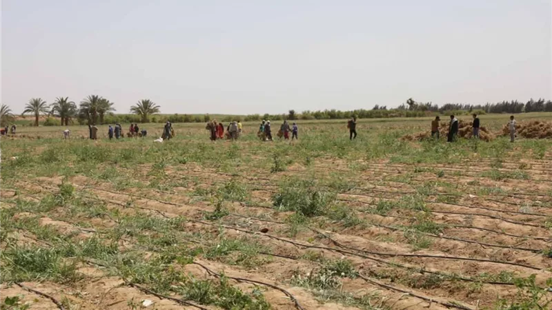 ثوم المنيا يغزو الأسواق العالمية.. 18 ألف فدان تدعم الصادرات
