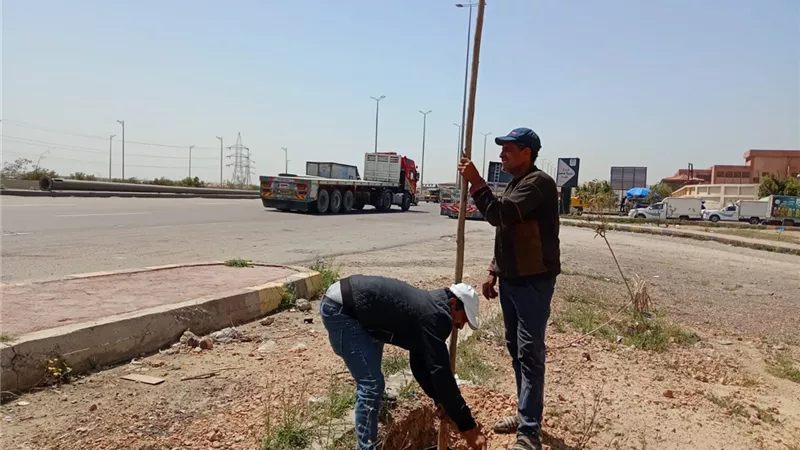 رئيس حى غرب الإسكندرية تتابع زراعة الأشجار بطريق القباري السريع 