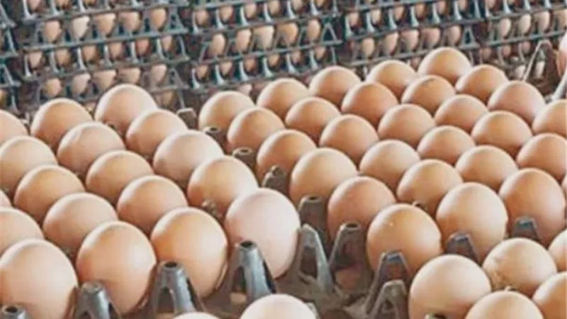 استقرار أسعار البيض بنوعيه الأبيض والأحمر اليوم في أسواق كفر الشيخ