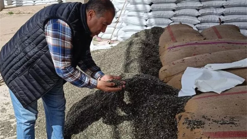 الزراعة: تجهيز 15 ألف شيكارة تقاوي قطن لتوزيعها على المزارعين