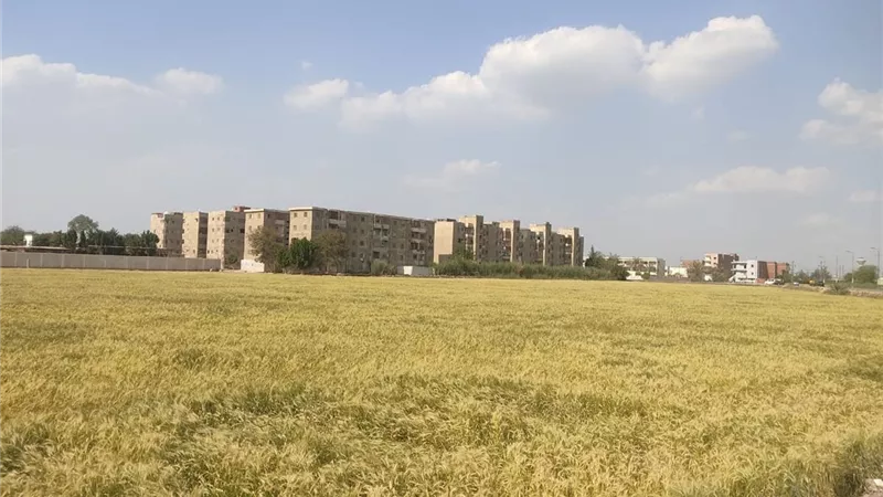 الإفتاء تحسم الجدل حول حق أحد الورثة في أجر إدارة الأرض الزراعية