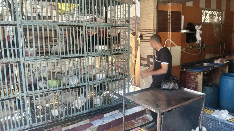 الكيلو بـ80 جنيه.. انخفاض كبير في أسعار الدواجن بكفرالشيخ اليوم 