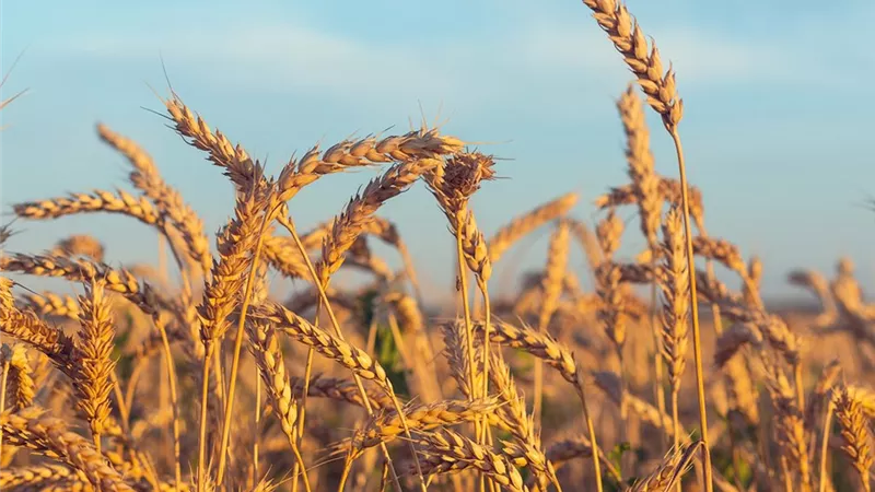مديرية التموين بكفر الشيخ تستعد لاستقبال موسم توريد القمح