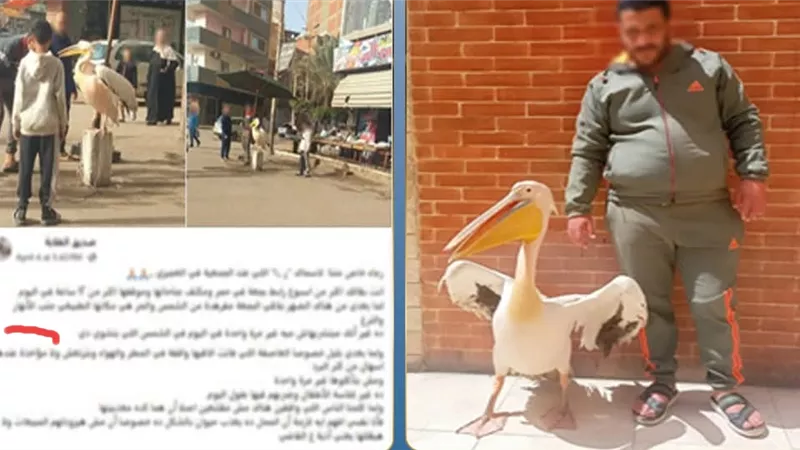 “بجعة مقيدة لجذب الزبائن”.. كشف ملابسات واقعة غريبة أمام محل أسماك بطنطا