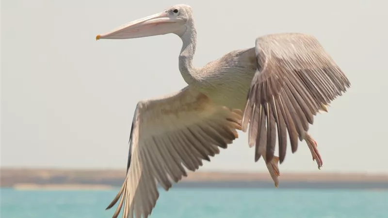 طائر الدعاية.. الأمن يخلص بجعة من قبضة صاحب محل أسماك بطنطا