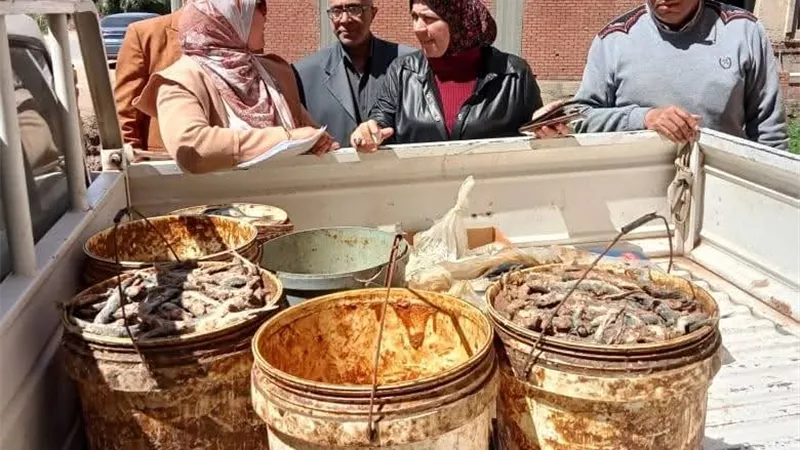 ضبط نصف طن دقيق وأسماك فاسدة قبل بيعها بالسوق السوداء في المنوفية
