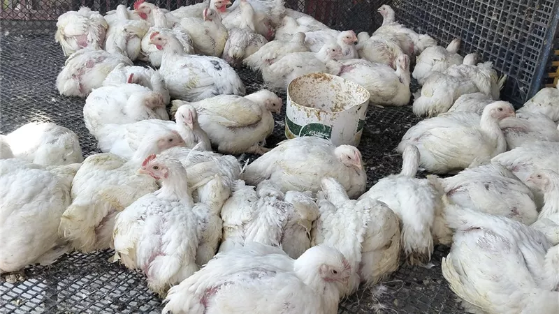 الكيلو بـ85 جنيها.. انخفاض ملحوظ في أسعار الدواجن بكفر الشيخ اليوم