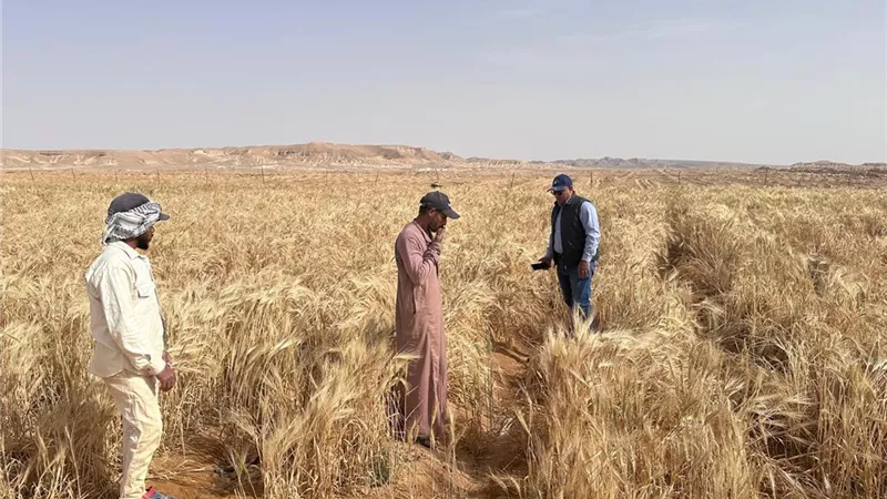 انطلاق حصاد الشعير بمركز الخدمات التنموية بالنتيلة… خطوة نحو تنمية سيناء 