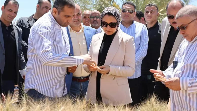 محافظ الوادي الجديد تتابع نتائج تجربة إكثار أصناف القمح عالية الجودة