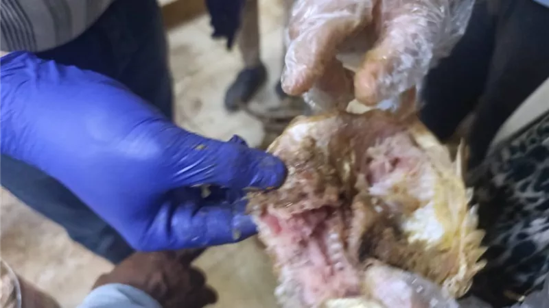 ضبط 700 كيلو فسيخ وأسماك مملحة غير صالحة خلال حملات بأسيوط