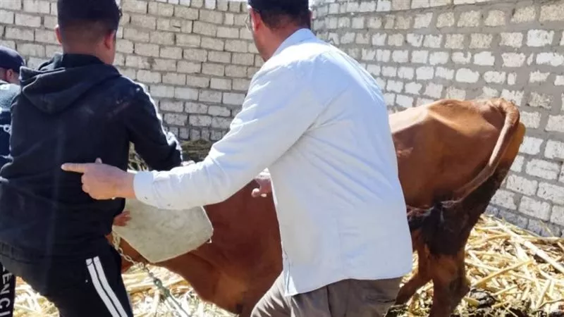 مديرية الطب البيطري بالمنيا: تحصين 46 ألف رأس ماشية خلال مارس