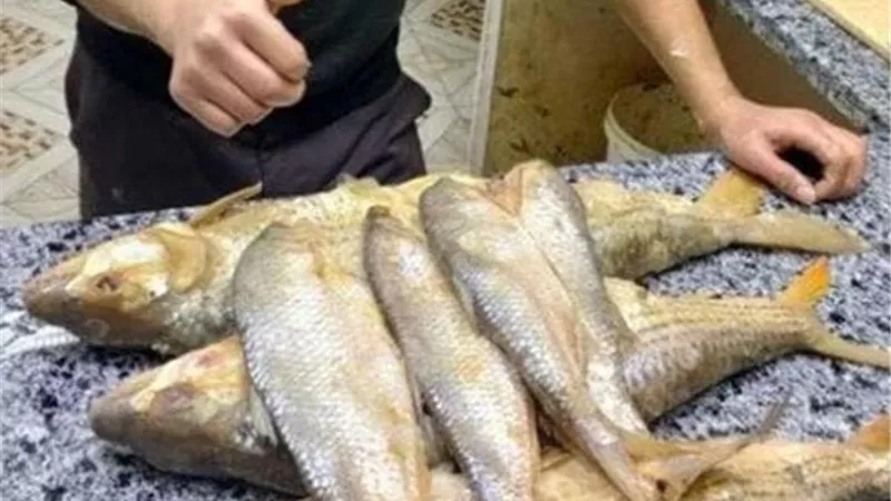 الفسيخ والرنجة بـ 350 جنيهًا بأسواق المنيا 