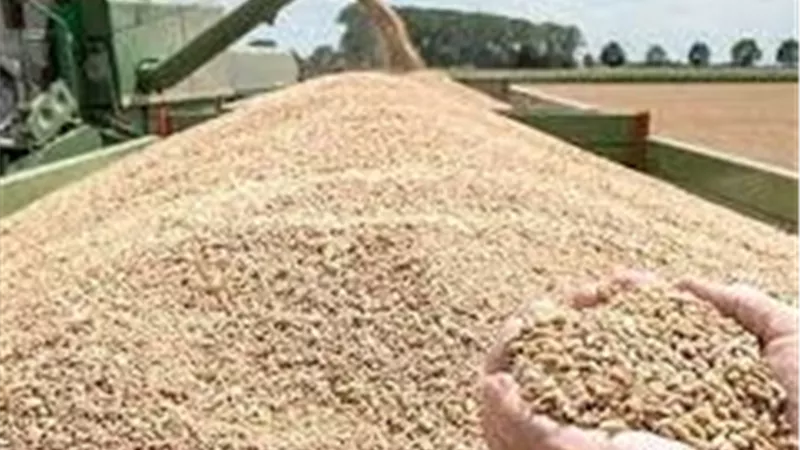 انطلاق موسم توريد الذهب الأصفر.. سعر آردب القمح بالإسكندرية بـ 2500