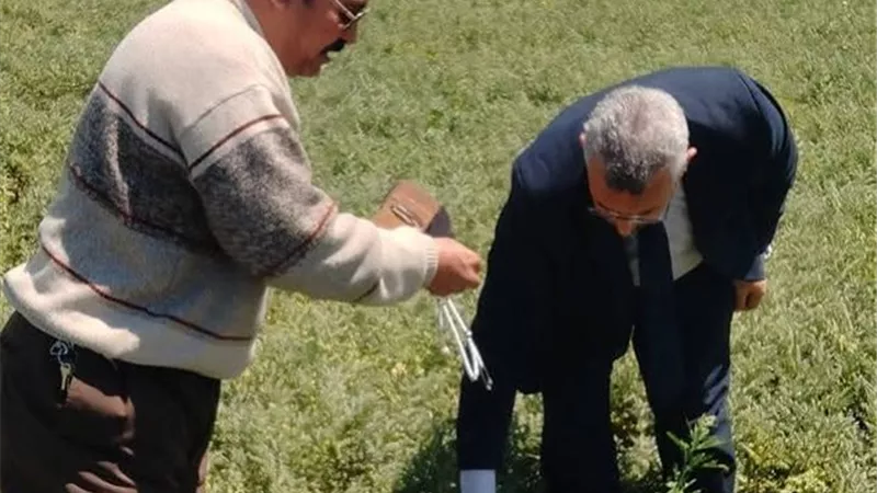 النعناع البلدي والفلفل الألماني محاصيل المنيا الطبية تغزو الأسواق العالمية