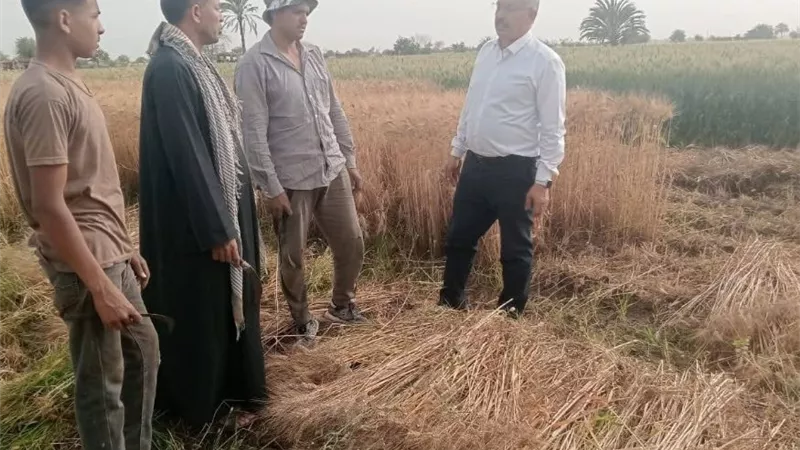 استمرار توريد القمح في 42 موقعا تخزينيا بمحافظة المنيا 