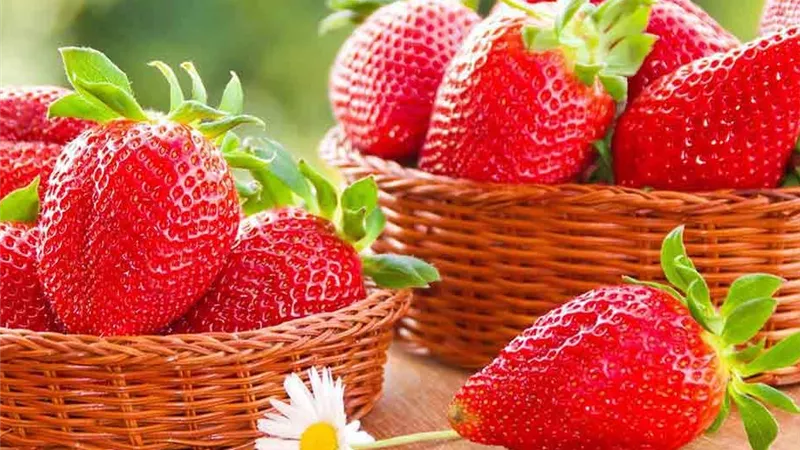 الفراولة.. ثمرة صغيرة بقدرات صحية كبيرة لا تتوقعها