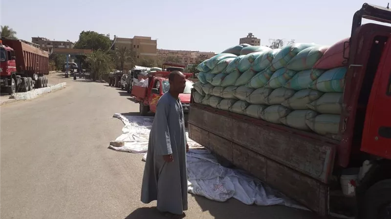 توريد 3560 طن قمح محلي للصوامع والشون بأسيوط حتى الآن