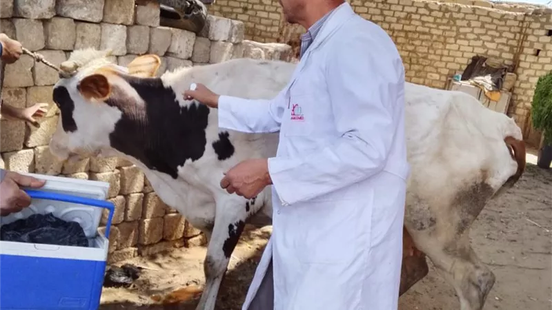 بيطري المنيا: تحصين 186 ألف رأس ماشية ضد الحمى القلاعية