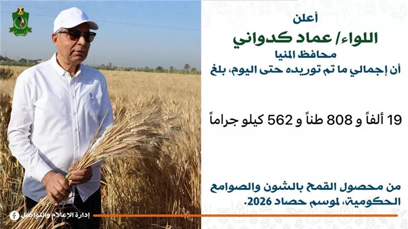 صوامع المنيا تستقبل 19 ألف طن قمح