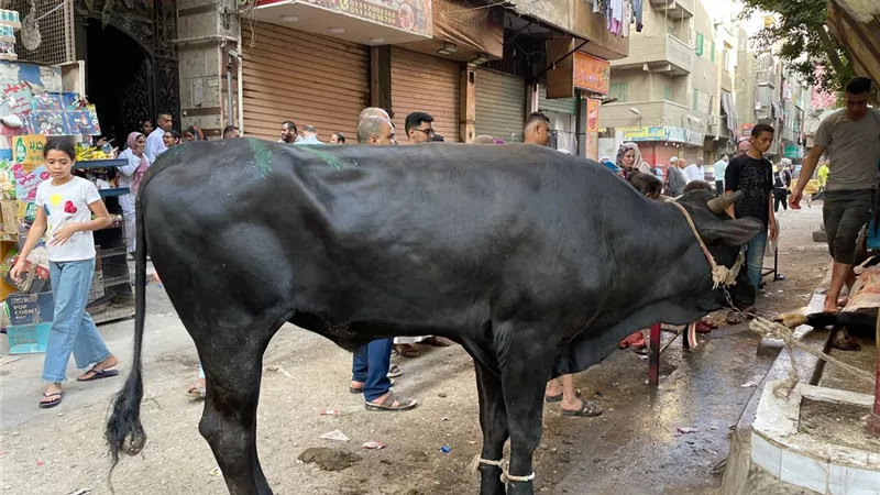 هل تجوز الأضحية عن الميت؟.. أمين الفتوى يجيب