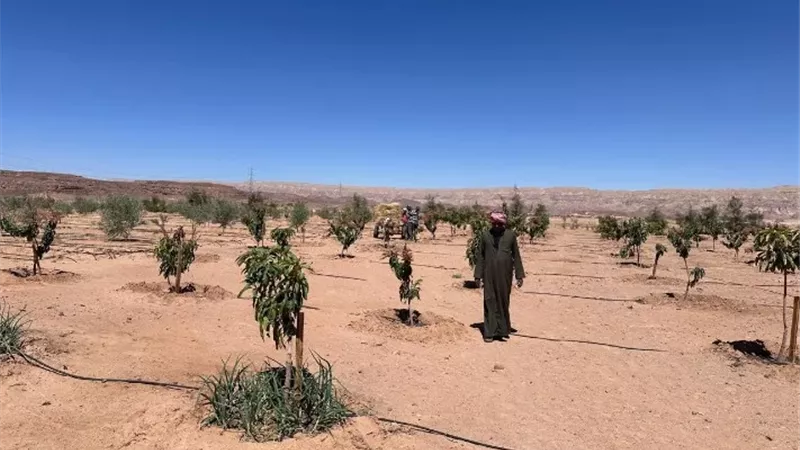 سيناء أرض الفيروز.. طفرة زراعية بالأرقام خلال عام