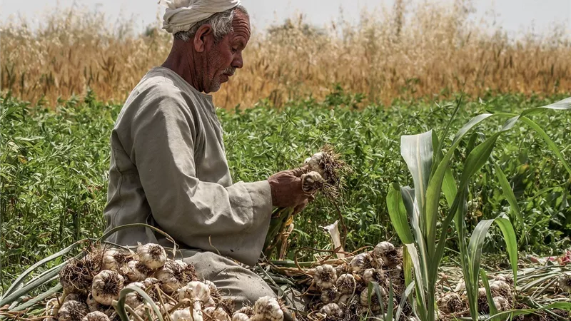 مصر تحقق طفرة في صادرات الثوم إلى إيطاليا