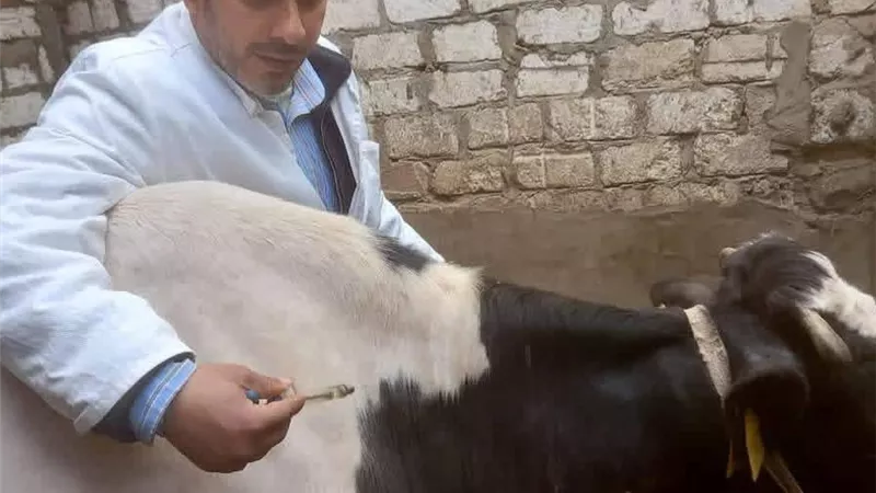 محافظ كفرالشيخ: تحصين 255 ألف رأس ماشية  ضد الجلد العقدي
