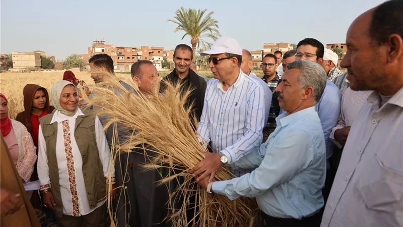 مصر تشتري 2.37 مليون طن قمح محلي وتحقق قفزة في معدلات التوريد