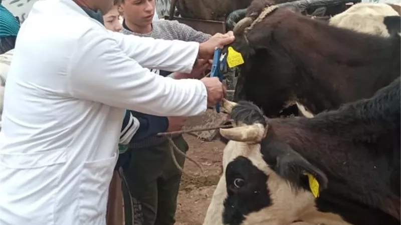 اليوم.. بدء الحملة القومية لتحصين الماشية ضد الحمى القلاعية بالمنيا