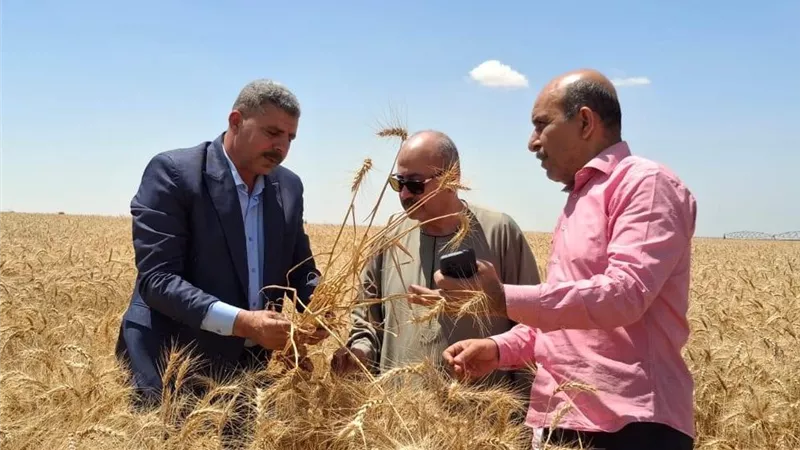 «زراعة الإسماعيلية» تعلن بدء موسم حصاد القمح