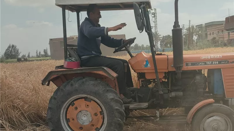 خلية نحل في الحقول.. القمح يتصدر المشهد الزراعي في البحيرة